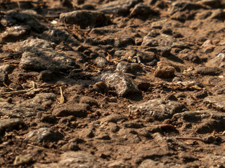 Dusty, rocky, and dry ground with scattered small stones and organic debris