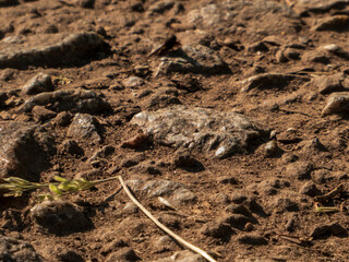 Dusty, rocky, and dry ground with scattered small stones and organic debris