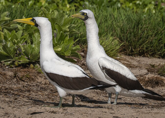 Masked Booby (Sula dactylatra) of Henderson Island in the South Pacific