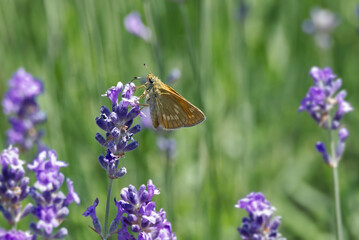 Large Skipper butterfly (Ochlodes sylvanus) perched on lavender plant in Zurich, Switzerland