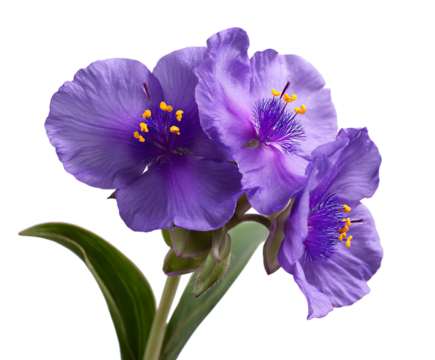 Vivid purple Spiderwort flowers with natural allure
