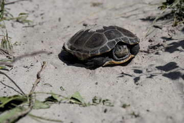 turtle on the sand