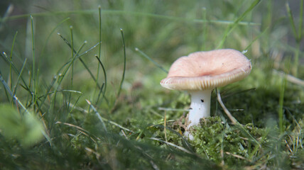 mushroom in the grass