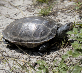 turtle in the sand