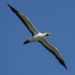 Masked Booby (Sula dactylatra) of Henderson Island in the South Pacific © expatphotos
