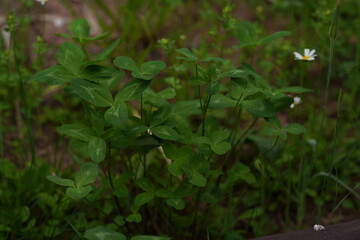 green grass and flowers