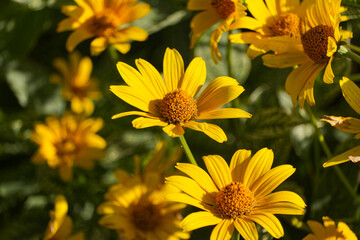 Yellow Flowers blooming in the Garden