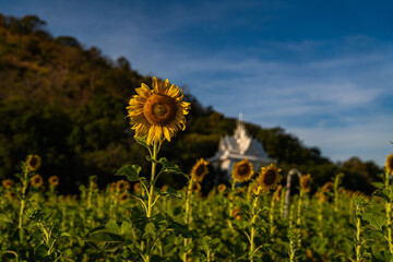 A vibrant sunflower stands tall in the foreground of a lush sunflower field, with a blurred view of...