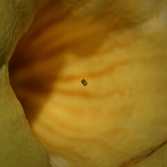 A tiny spider inhabits a yellow flower