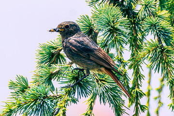 bird on a branch