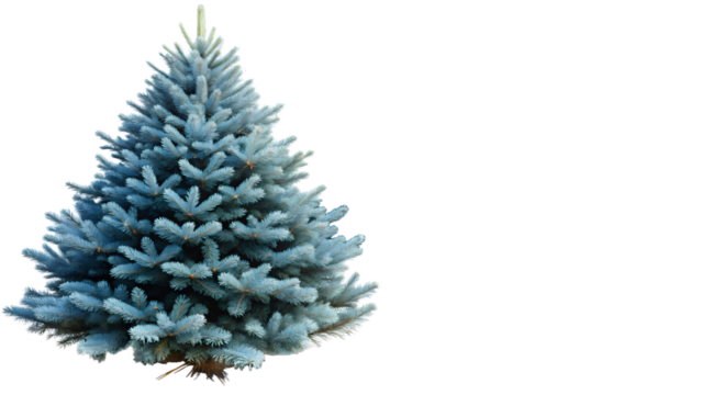 Picea pungens colorado blue green spruce evergreen pinaceae needled tree isolated png