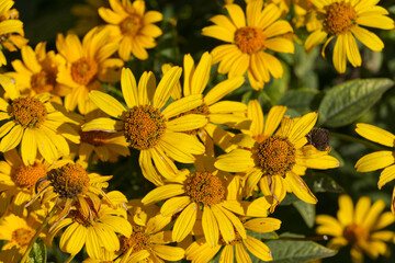 Yellow Flowers blooming in the Garden