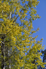 Trees with changing leaves against a blue sky