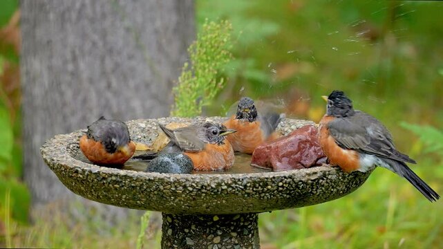 Four robins share the water in a garden backyard birdbath to cool down and bathe.