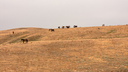 Obraz premium flock of sheep on the meadow