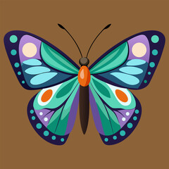 Top view over butterfly isolated
