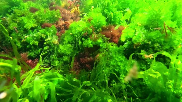 Algal flora of the Black Sea, green algae Enteromorpha intestinalis and red filamentous algae on stones