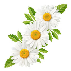 White daisy flower arrangement floral design art on transparent background