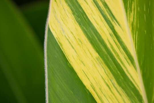 Spring Concept, Canna plant, specifically a Canna indica