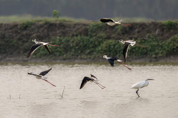 Black-winged stilt