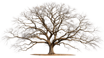 leaflass dead tree isolated on white background