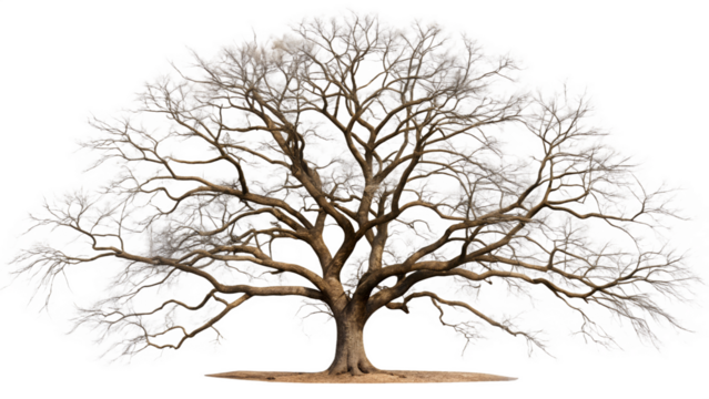 leaflass dead tree isolated on white background