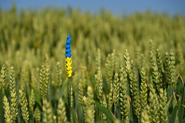 Wheat (Triticum) painted with the national colors, national flag of Ukraine