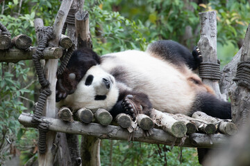 Obraz premium Close up Sleeping Panda, China