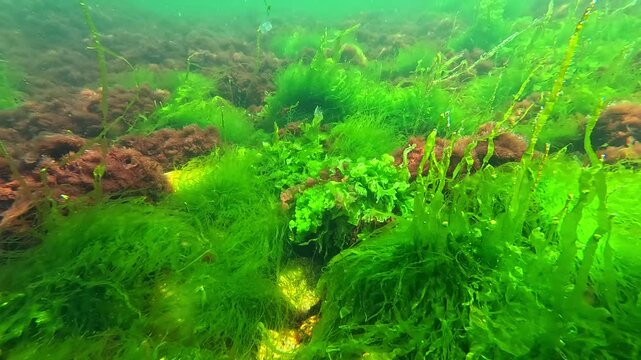 Algal flora of the Black Sea, green algae Enteromorpha intestinalis and red filamentous algae on stones