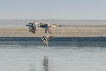 Indian Spot-billed Duck