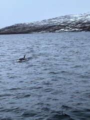Fototapeta premium seagull in the sea