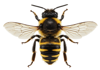 Close-up of a bee with semi-transparent wings and fine hairs, isolated on a transparent background.