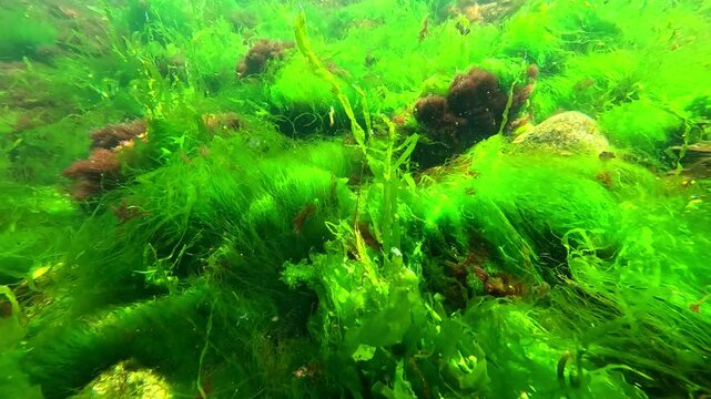 Algal flora of the Black Sea, green algae Enteromorpha intestinalis and red filamentous algae on stones