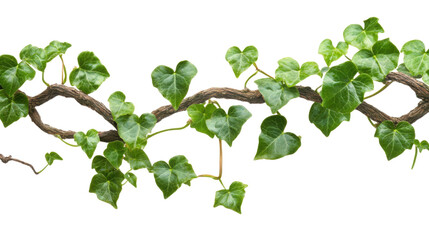 Lush green ivy vines with heart-shaped leaves entwined on white background