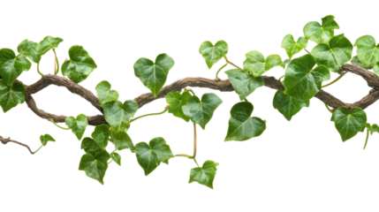 Lush green ivy vines with heart-shaped leaves entwined on white background
