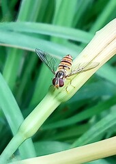 gummy fly on a leaf.
close up of insect with big brown eyes, transparent wings on green leaf of...