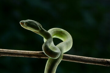 venomous green  snake inside rain forest with dark background