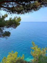 Pine trees on sea shore by Mediterranean coast