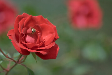 Macro shot of a vibrant red rose in full bloom with a bee  collecting nectar, set against a softly blurred garden background.