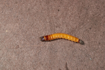 Wireworm on a garden plot. Wireworms are the larvae of all click beetles.