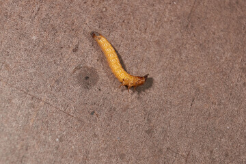Wireworm on a garden plot. Wireworms are the larvae of all click beetles.