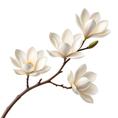 Beautiful white magnolia flower blossom close up view on transparent background