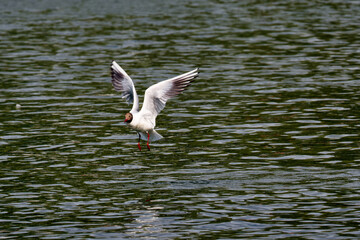 seagull in flight