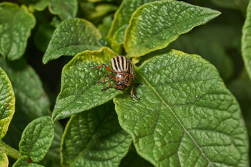 The Colorado potato beetle on potato leaves is a danger to the crop. Potato pest – macro photography of a pest insect.