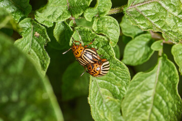 The Colorado potato beetle on potato leaves is a danger to the crop. Potato pest – macro photography of a pest insect.