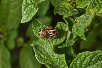The Colorado potato beetle on potato leaves is a danger to the crop. Potato pest – macro photography of a pest insect.