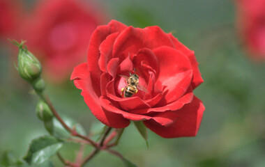Close-up of a blooming red rose with a honey bee collecting nectar in bright daylight. A vivid symbol of pollination, nature, and floral beauty, with a softly blurred garden background.