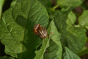 The Colorado potato beetle on potato leaves is a danger to the crop. Potato pest – macro...