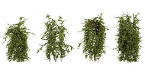 Group of Lonicera creeper plants isolated on transparent background © Saifstock