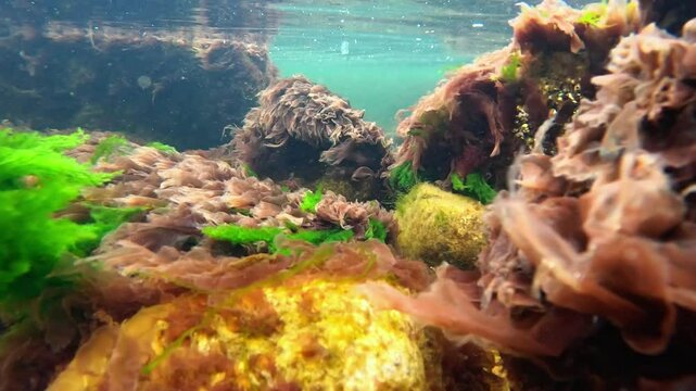 Underwater landscape near the shore, Red and green algae (Enteromorpha, Scytosiphon, Porphyra) sway on stones near the shore in the Black Sea, Odessa